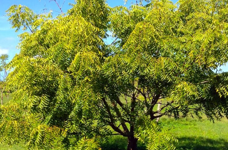 easy essay on neem tree